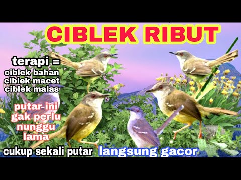 SUARA MP3 BURUNG CIBLEK RIBUT COCOK UNTUK MEMANCING BURUNG LIAR DI JAMIN LENGKET SEMUA