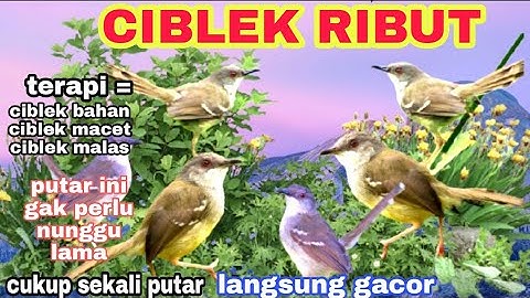 suara ciblek ribut di alam | ampuh untuk pikat ciblek liar | pancingan ciblek agar bunyi