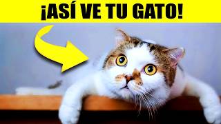 Tu gato NO te ve como humano – Descubre qué eres REALMENTE para él (¡presta atención!)