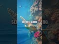 Beneath the Surface: Discovering Underwater Mysteries