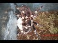 Отбор кокона у Acanthoscurria geniculata, разведение птицеедов