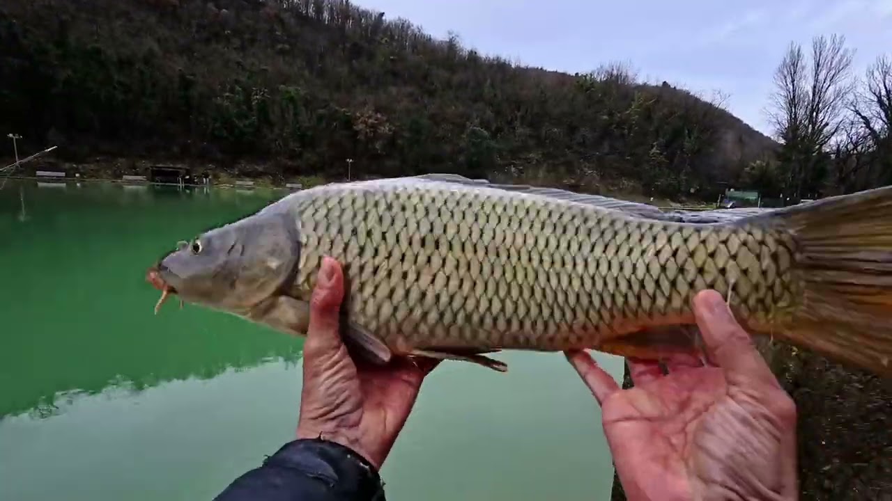 PESCA INVERNALE IN LAGHETTO: Carpe, Amur e Storioni