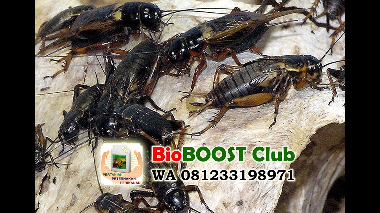 Budidaya Jangkrik Bioboost, Modal Sedikit Hasil Melejit 