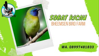 Burung Kinoi | Spesies dari keluarga Cica Daun (Chloropseidae) kerabat Cucak Rante Cucak Ijo Part 1