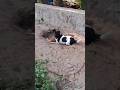 Coconut? #dogshorts #dogvideos #dogsofyoutube #dogplaying #fyp #funny #doggielife #pets #cutedogs
