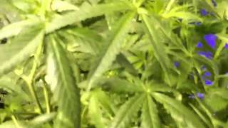 Day 1 of Flower part 1
