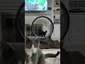 Kitty running on his wheel is so loud! 😂😺 #cat