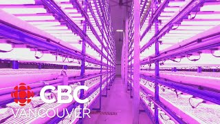 B.C. vertical farming company growing high-tech produce