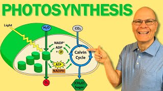 Boost Ap Bio Success With This Photosynthesis Overview