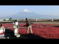 桜海老天日干し作業風景