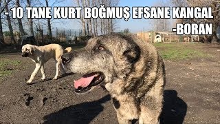 10 TANE KURT BOĞMUŞ EFSANE KANGAL  BORAN ( Efsane Köpekler 6.BÖLÜM ) KANGAL #3 ( biggest dogs )