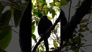 Mantled Howler Monkeys