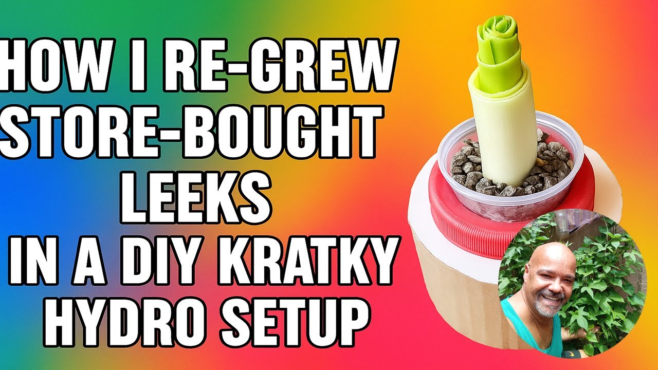 How I Re Grew Store Bought Leeks in a DIY Kratky Hydro Setup