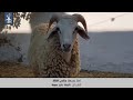 الرجل الفقير و خروف العيد 