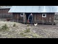 La vie rurale haut dans les montagnes  cuisiner le djeuner commencer le chemin de luf au poulet