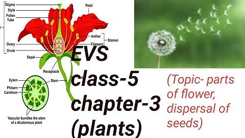 EVS class-5 chapter-3 (Plants) (topic parts of flower , dispersal of seed )in hindi  cbse (PART-2)