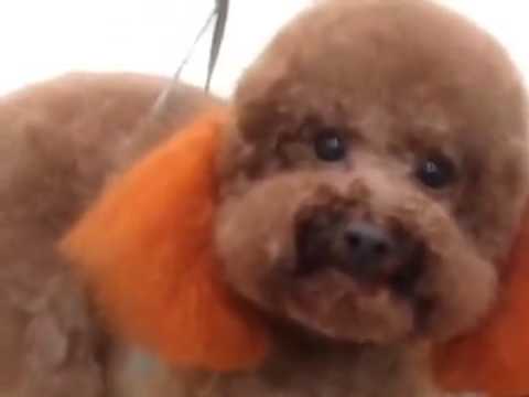 Video Pin Gp6 GROOMING cắt và nhuôm lông poodle nâu đỏ - youtube