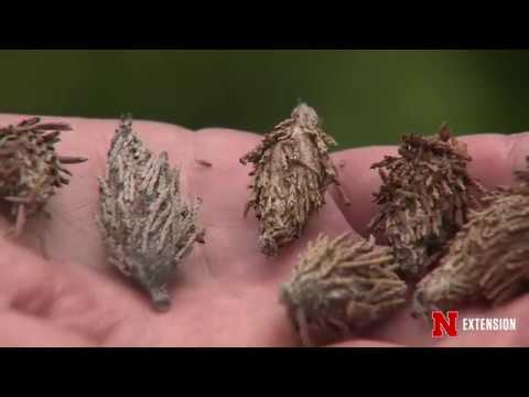 Bagworms