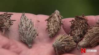 Bagworms