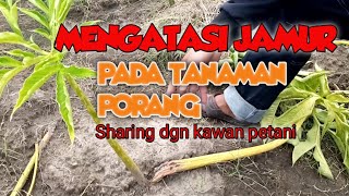 Mengatasi Jamur Pada Tanaman Porang