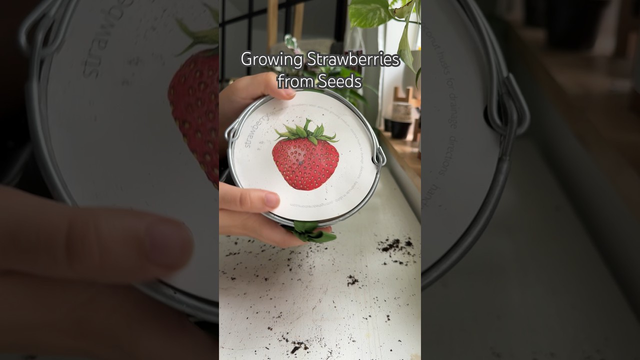 Strawberries from Seeds 