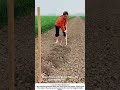 Traditional Ridge Compacting – Beating the Paddy Bund with a Mallet 🌾🔨