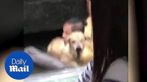 Heartwarming moment stranger saves drowning blind dog - Daily Mail
