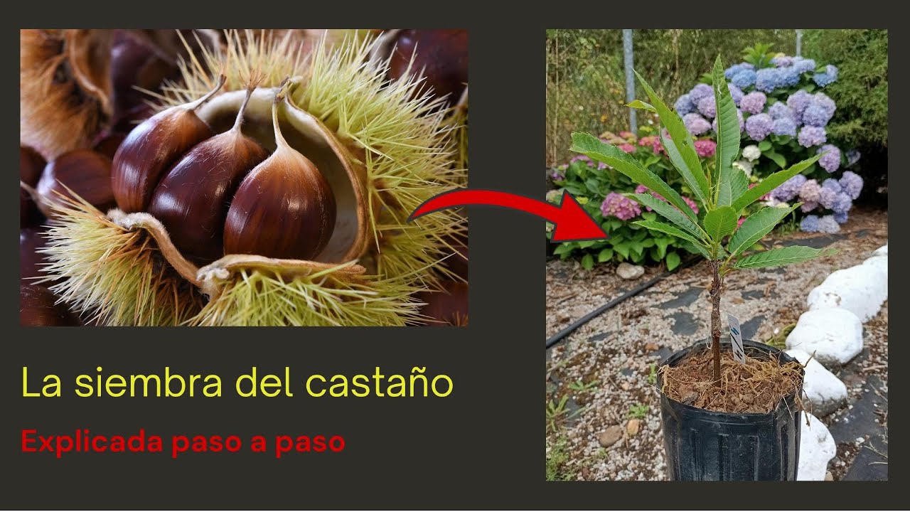 La siembra del castaño explicada paso a paso.