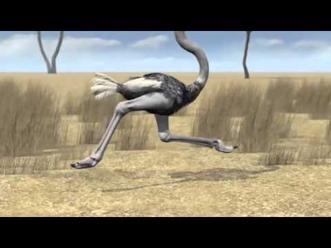 3d Animation Studio | Animal Science | TMBA, Inc | 212-789-9077 - YouTube