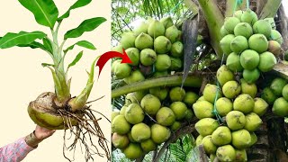Omg...Growing Coconut tree With Banana fruit,How to Grafting Very fast