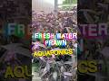 Prawns in Aquaponics