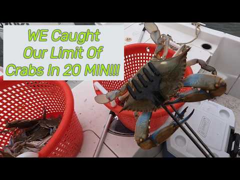 CRABBING Chesapeakebay BLUE CRABS Trotline Crabs