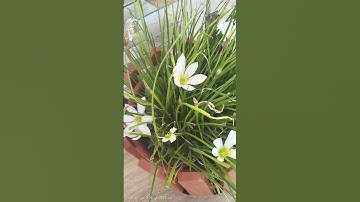 أواخر سورة الزمر