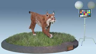 3D Lynx Turntable