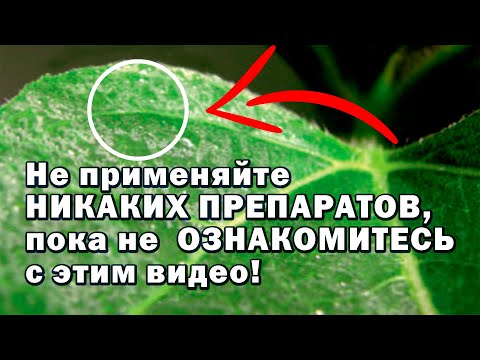 Биолипостим экономит до 50  препаратов в огороде и в саду