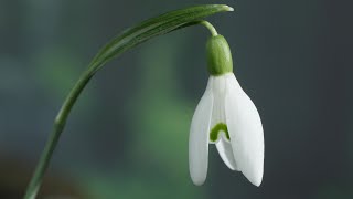 Snowdrops in timelapse and real time  UHD 4K