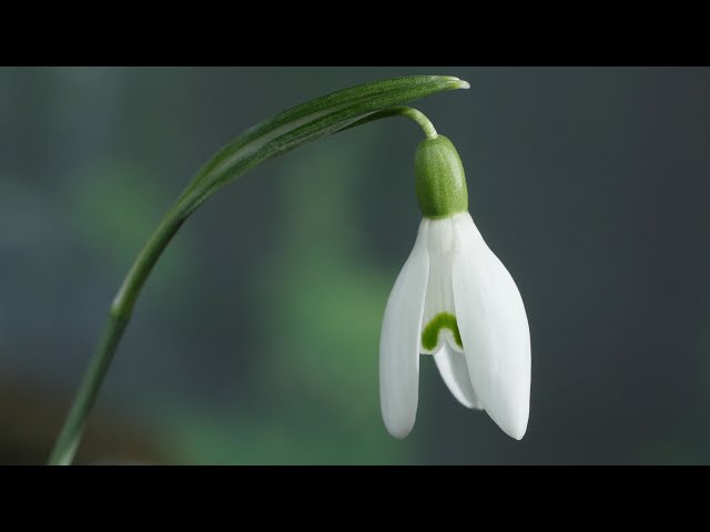 Snowdrops in time-lapse and real time - UHD 4K class=