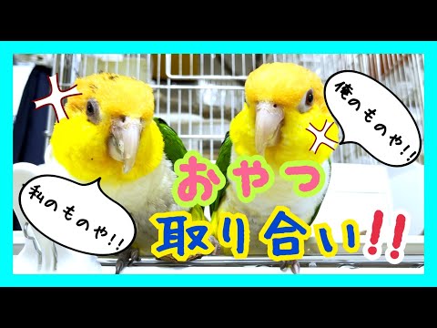 「俺のものや!!」「私のものや!!」おやつを取り合うシロハラインコのカップルw Pyrrhura molinae 「俺のものや!!」「私のものや!!」おやつを取り合うシロハラインコのカップルw Pyrrhura molinae