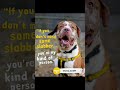 If you're okay with a sprinkle of slobber alongside a LOT of love, you could be Champ's match