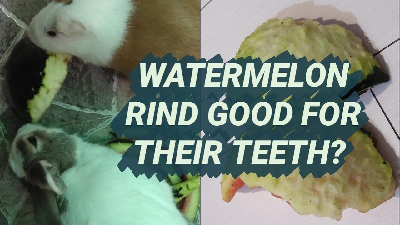Watermelon Rind Teeth Why Watermelon Rind Are Good For Their Teeth 🍉 - YouTube