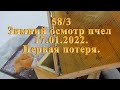 Зимний осмотр пчел 2022 Первая потеря