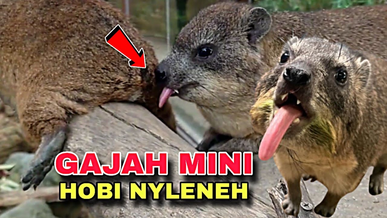 Hyrax si kecil kerabat gajah hobi nyleneh! hewan bergading paling kecil!