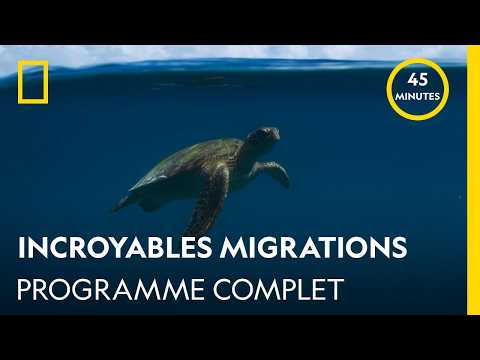 Incredible Migrations | Full Program