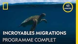 Incredible Migrations | Full Program