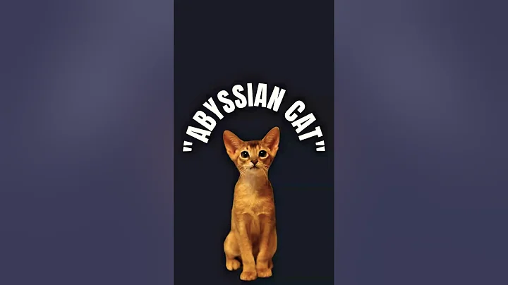 Video 10182571: abyssinian breed, cat breed, breed facts