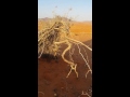 الارطى 