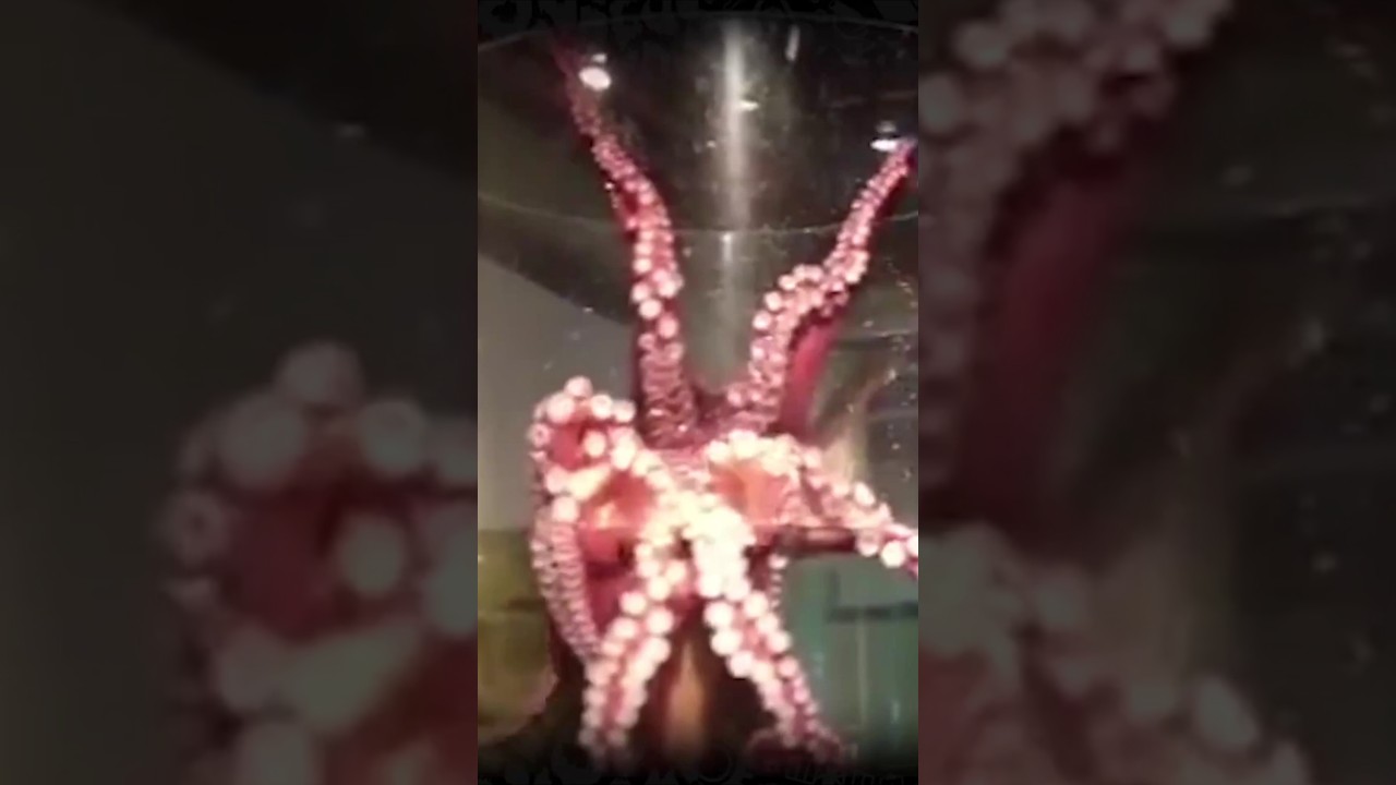 Осьминоги — величайшие в мире мастера побега 