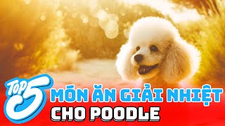Làm Mát Cho Chó Poodle: 5 Món Ăn Đại Bổ Mùa Hè| Bác Sĩ Trung