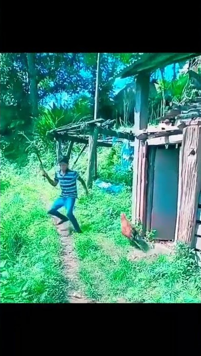 Lucu ngakak dikejar ayam. #short #shorts #youtube #youtuber #viral #video #videos #youtubeshorts