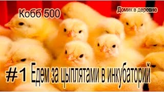 #1. Бройлеры. КОББ 500. Поездка в инкубаторий.